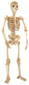 esqueleto_humano.jpg