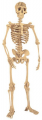 Esqueleto humano_ACD_0.jpg